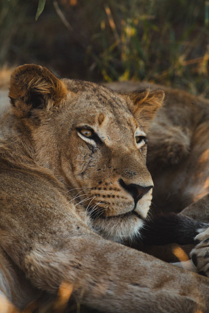 lion safari afrique du sud