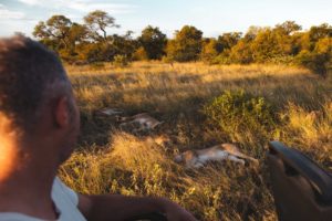 lion safari afrique du sud