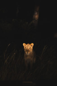 lion safari afrique du sud