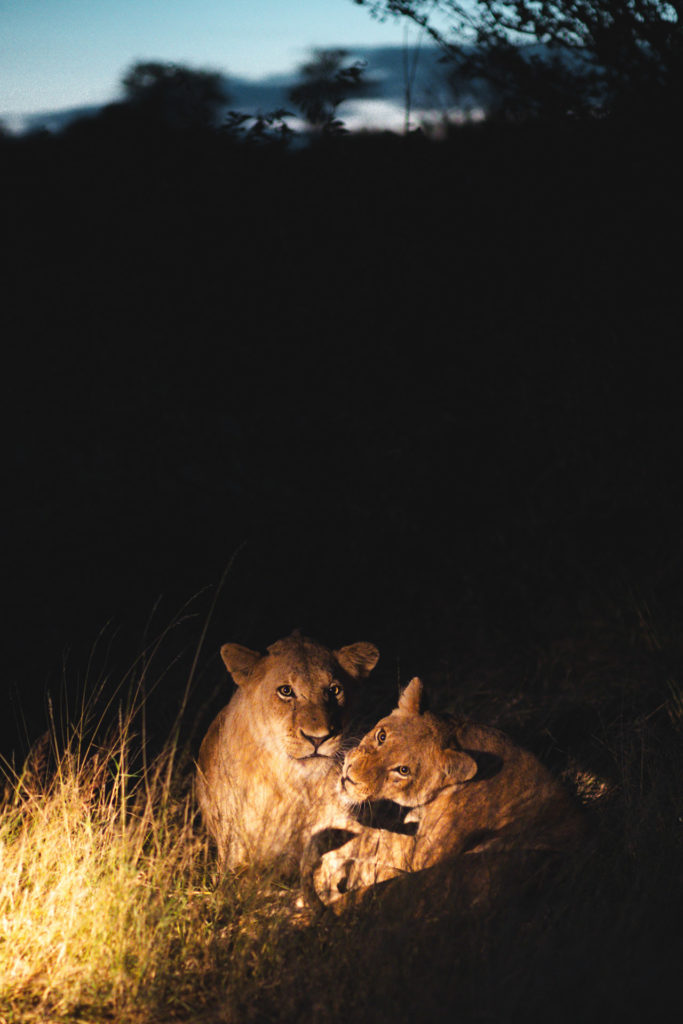 lion safari afrique du sud