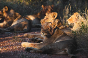 lion safari afrique du sud