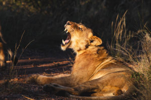 lion safari afrique du sud