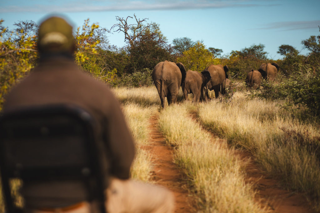 safari itineraire afrique du sud