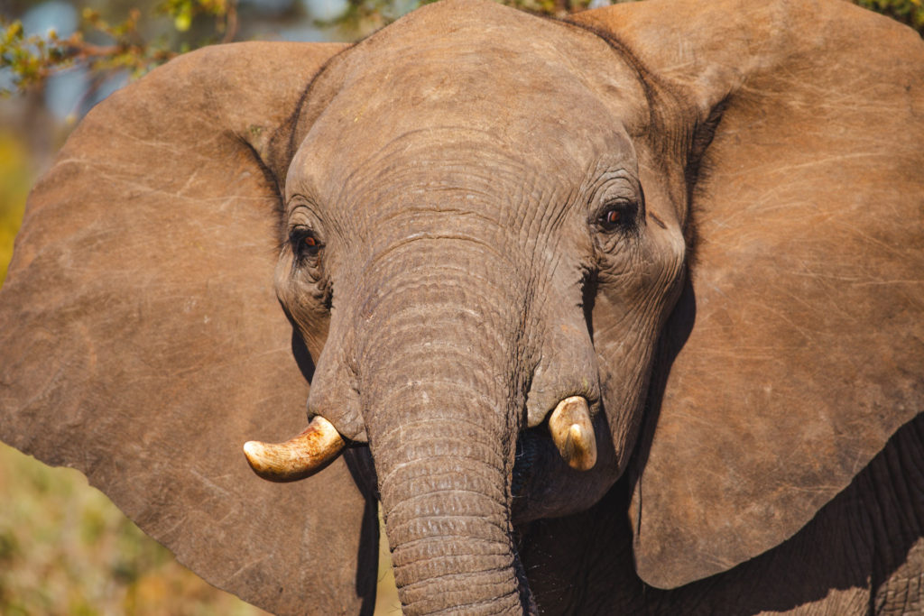 safari itineraire afrique du sud
