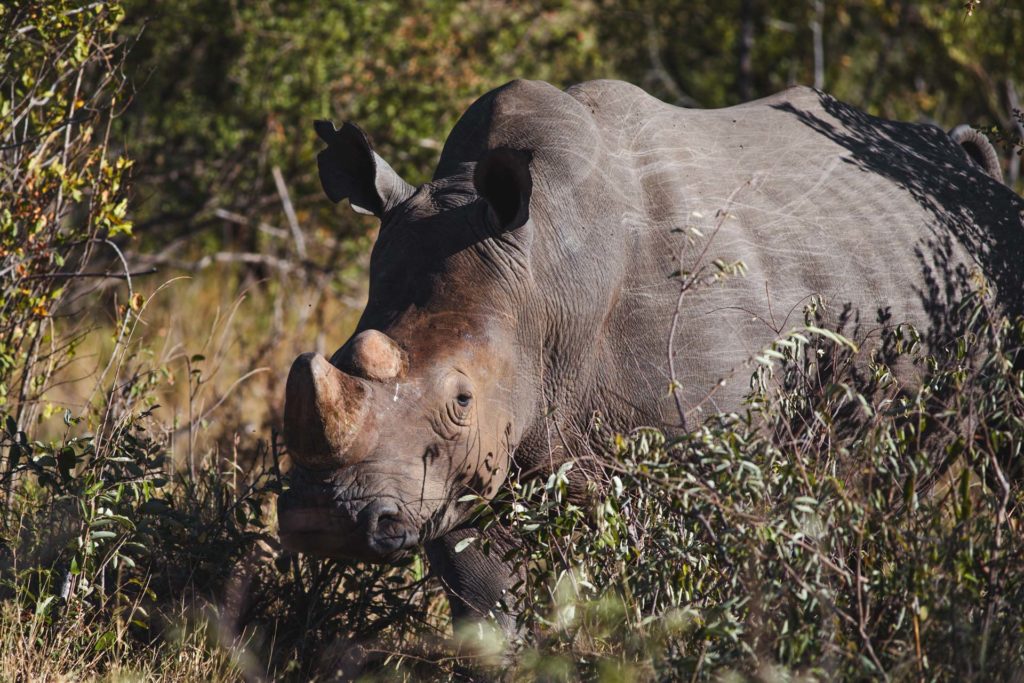 safari itineraire afrique du sud