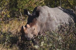 safari itineraire afrique du sud