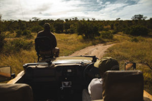 safari molhabetsi lodge afrique du sud