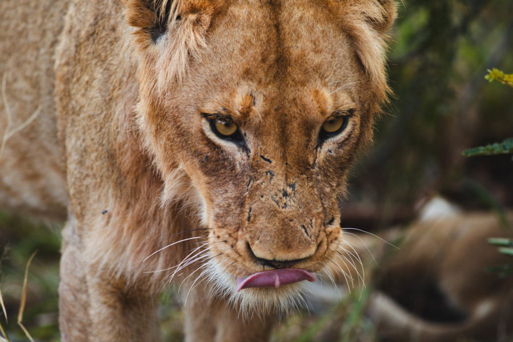 lion safari afrique du sud