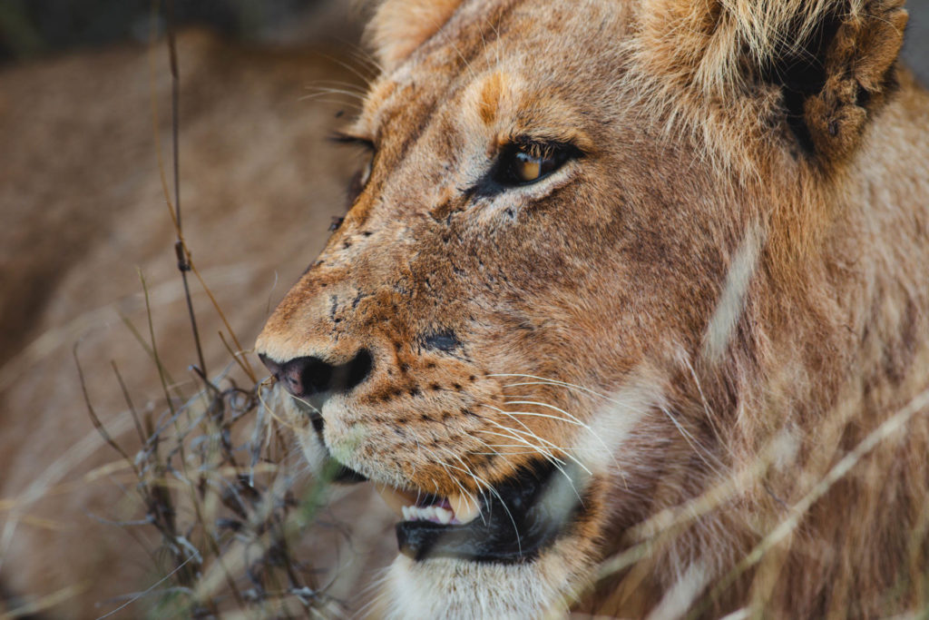 lion safari afrique du sud