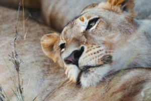 lion safari afrique du sud