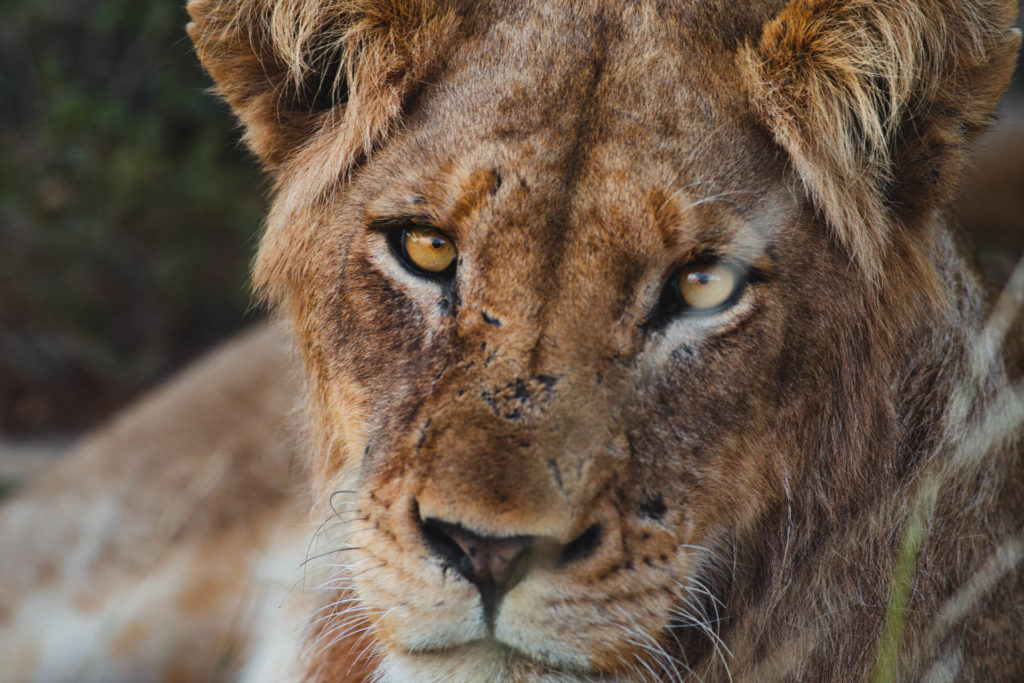 lion safari afrique du sud