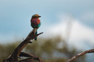 safari itineraire afrique du sud