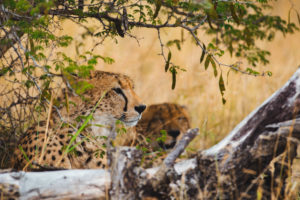 guépard safari afrique du sud