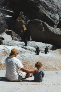 boulders beach itineraire afrique du sud