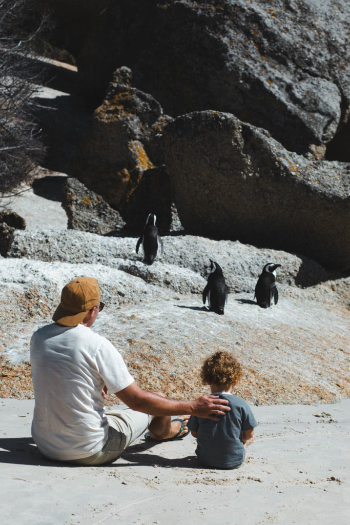 boulders beach itineraire afrique du sud