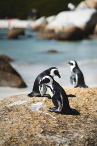 boulders beach itineraire afrique du sud