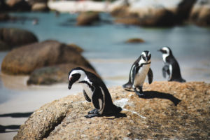 boulders beach itineraire afrique du sud