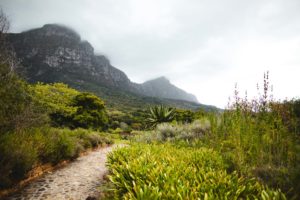 jardin botanique de Kirstenbosch Cape Town
