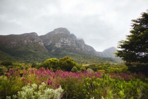 jardin botanique de Kirstenbosch Cape Town