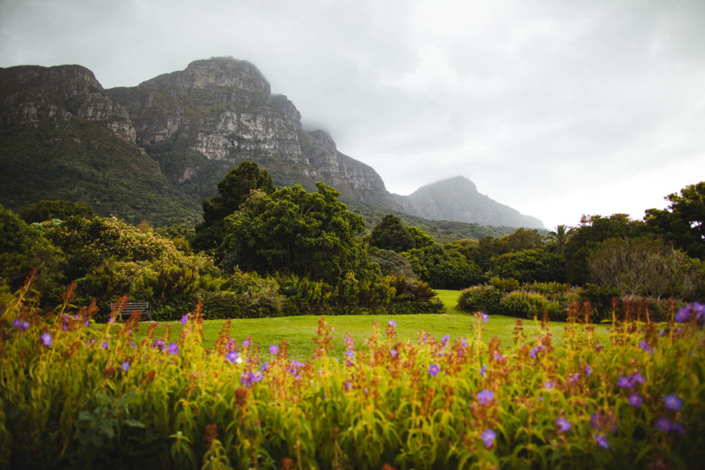 jardin botanique de Kirstenbosch Cape Town