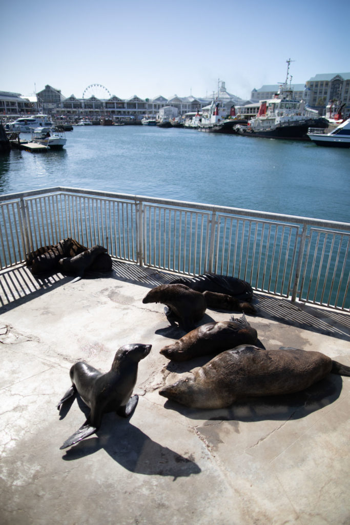 waterfront cape town itinéraire Afrique du sud