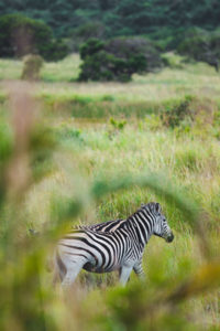 parc isimangaliso itineraire afrique du sud