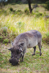parc isimangaliso itineraire afrique du sud