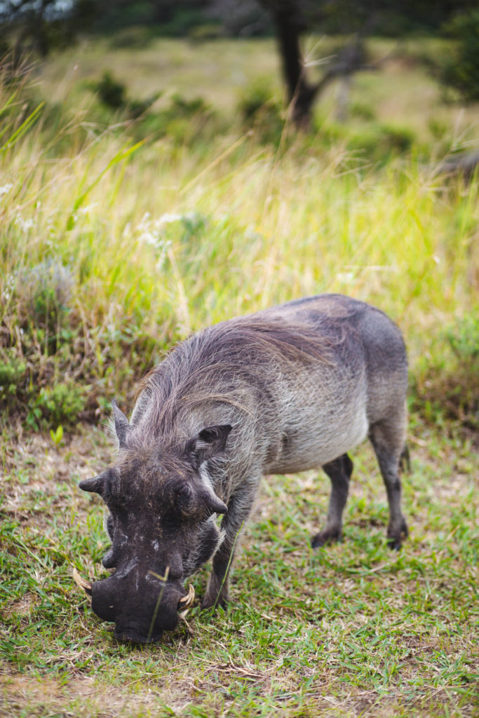 parc isimangaliso itineraire afrique du sud