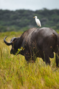 parc isimangaliso itineraire afrique du sud