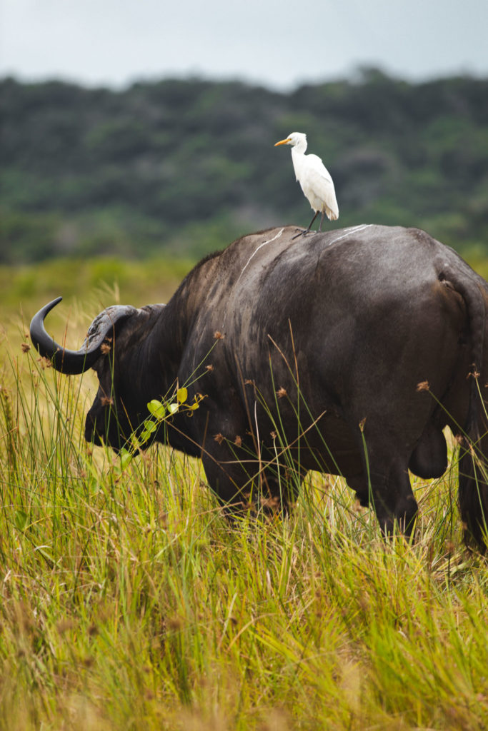 parc isimangaliso itineraire afrique du sud