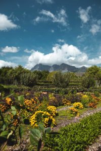 Babylonstoren itineraire afrique du sud
