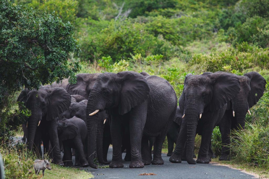 parc isimangaliso itineraire afrique du sud