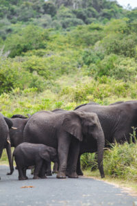 parc isimangaliso itineraire afrique du sud