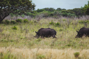 parc isimangaliso itineraire afrique du sud