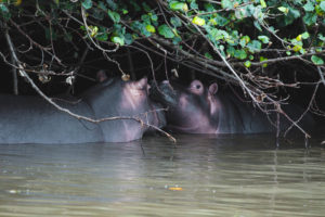 hippopotames sainte lucia afrique du sud