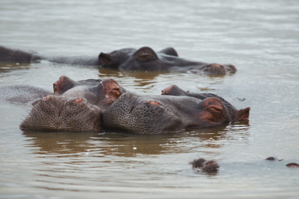 hippopotames sainte lucia afrique du sud
