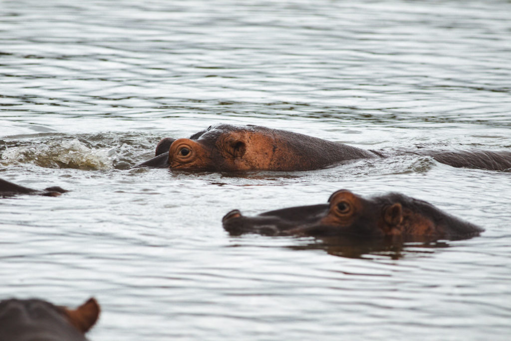 hippopotames sainte lucia afrique du sud