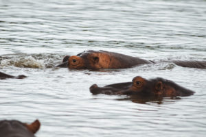 hippopotames sainte lucia afrique du sud