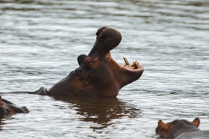 hippopotames sainte lucia afrique du sud