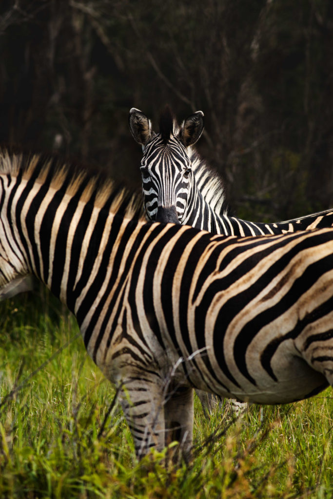 Game reserve safari mkuze afrique du sud