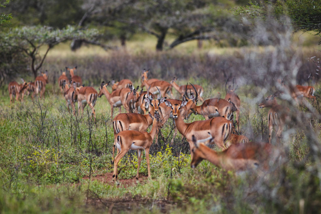 Game reserve safari mkuze afrique du sud