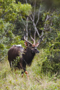Game reserve safari mkuze afrique du sud