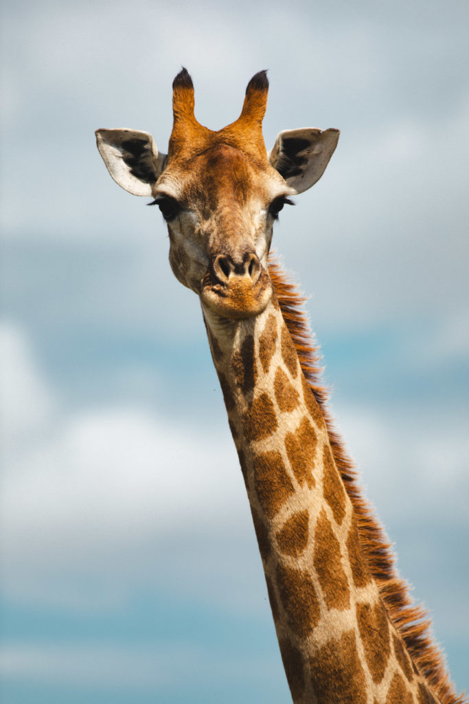 Game reserve safari mkuze afrique du sud