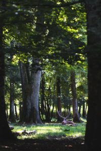 espace faune foret d'orient