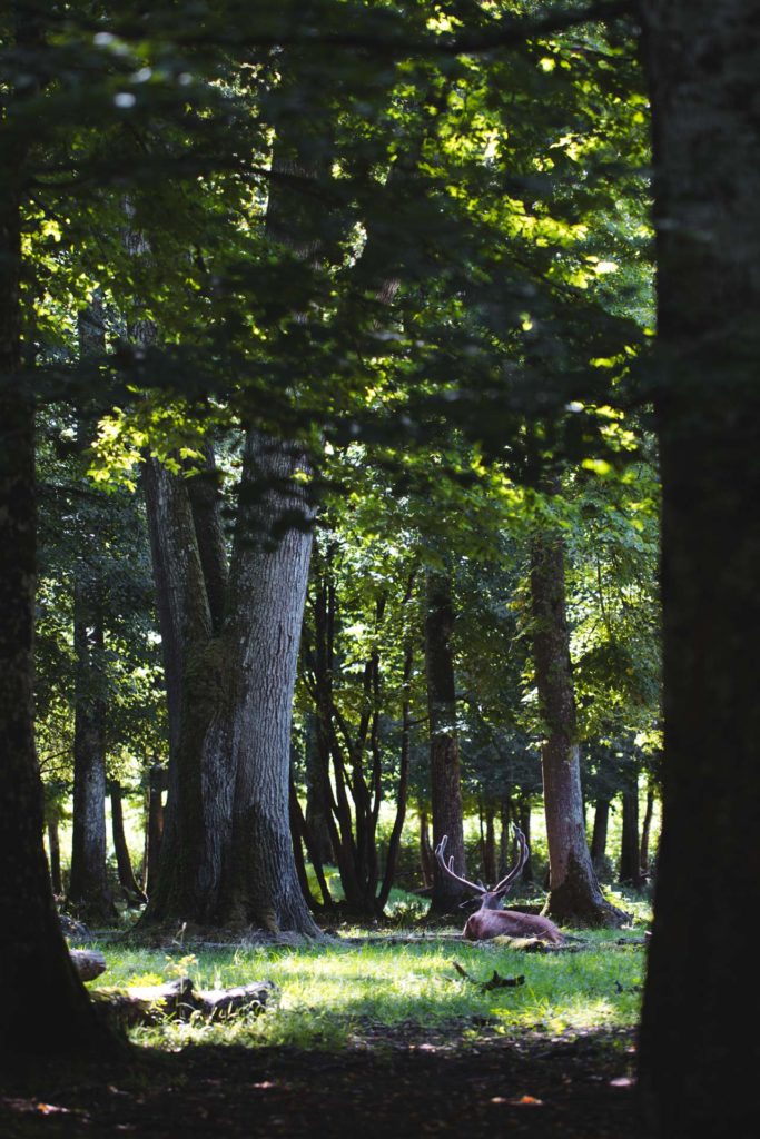espace faune foret d'orient