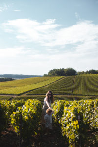 vignes champagne aube