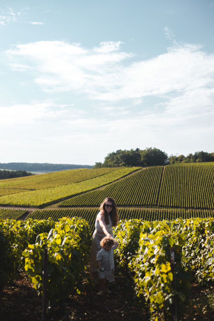 vignes champagne aube