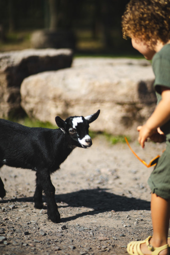 parc animalier sainte croix sarrebourg