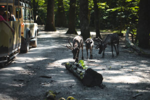 parc animalier sainte croix sarrebourg