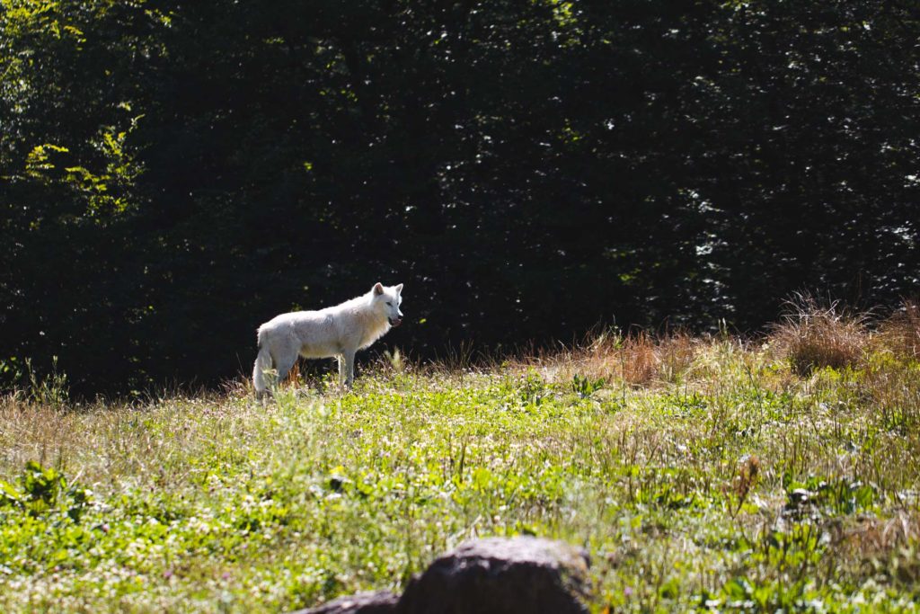 parc animalier sainte croix sarrebourg